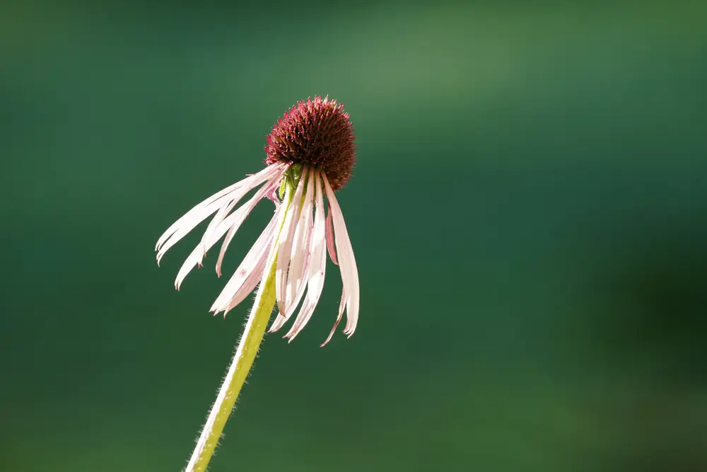 Pale purple coneflower with drooping pink-purple petals around a spiny orange center on a tallgrass prairie