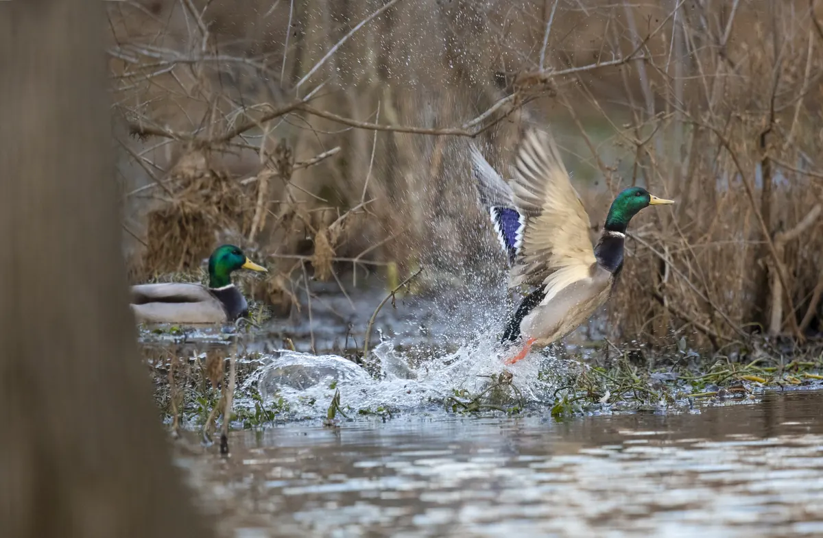 A drake mallard with a green head bursting off the water in a spray of droplets in a flooded thicket, with another drake beside it.
