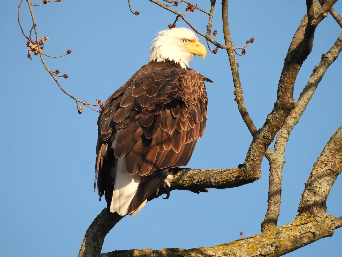 An adult bald eagle with a white head and yellow beak perched on a bare branch against a clear blue sky.