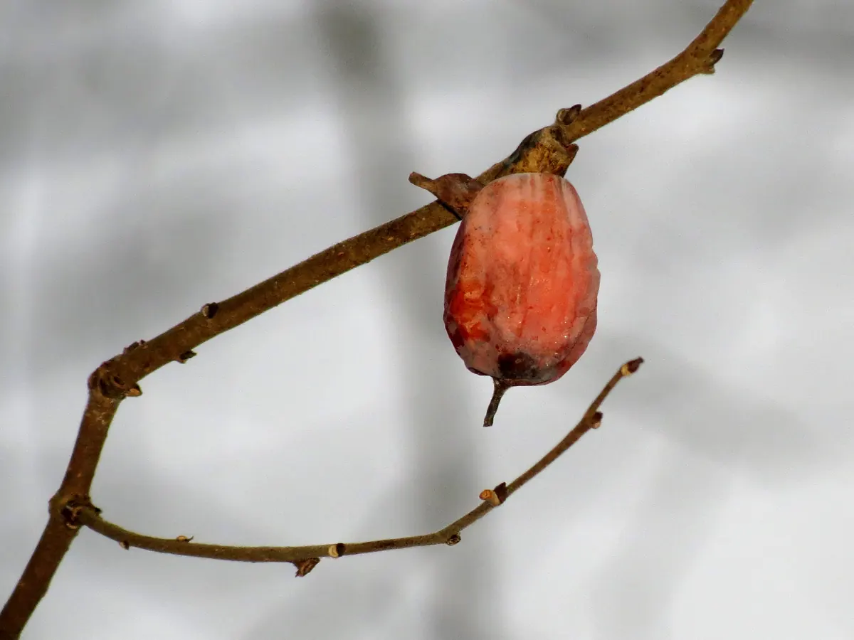 A single wrinkled orange-red persimmon hanging from a bare twig against a pale gray background.