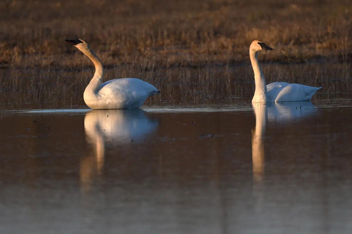 Two white trumpeter swans with long necks and black bills floating on still water in low golden light, with brown marsh grass behind.