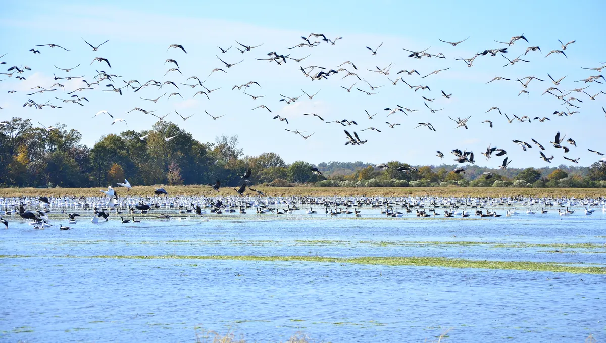 A huge flock of waterbirds lifting off a shallow flooded field and swirling overhead, with a line of trees in fall color behind.