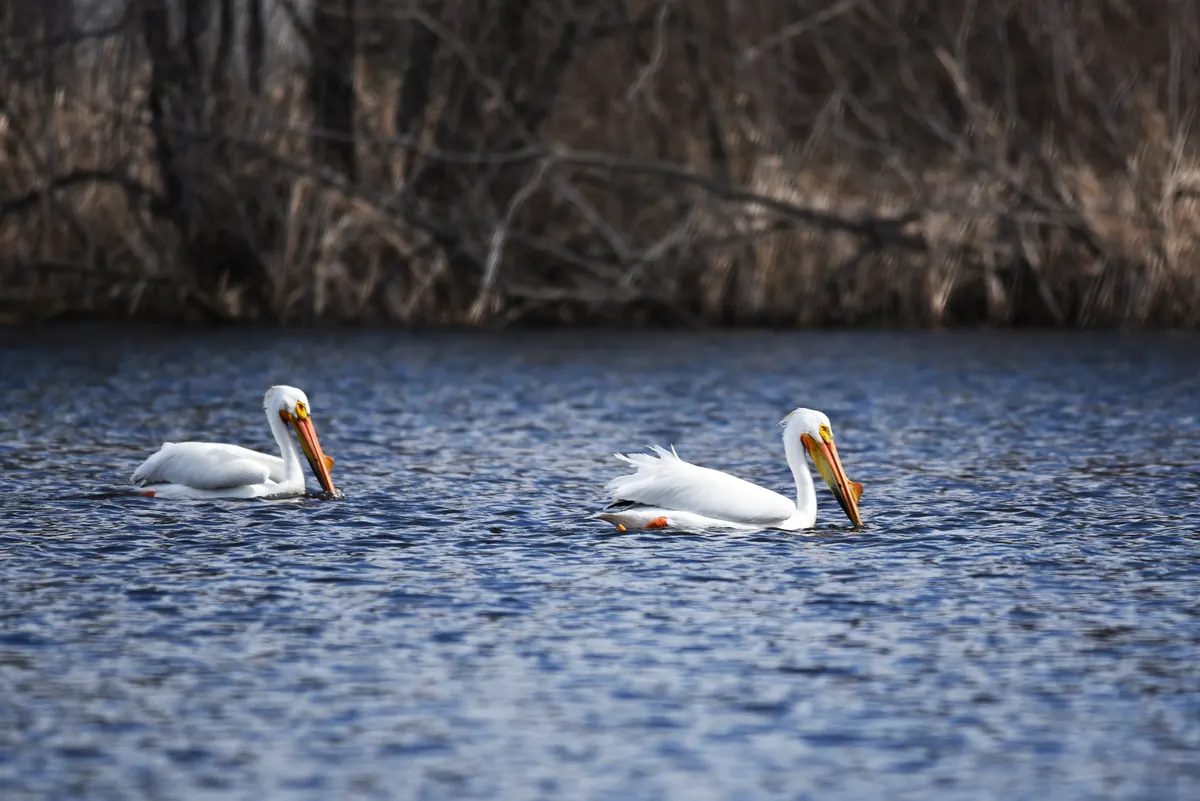 Two American white pelicans with long orange bills swimming on blue water in front of bare shoreline brush.