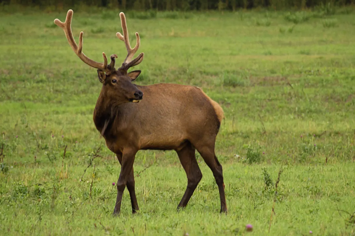 A bull elk with velvet-covered antlers standing in a green meadow.