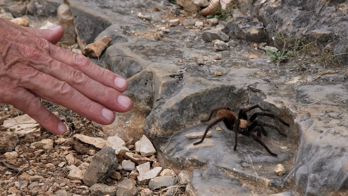 A brown tarantula on rocky ground with a person's hand held nearby for scale.