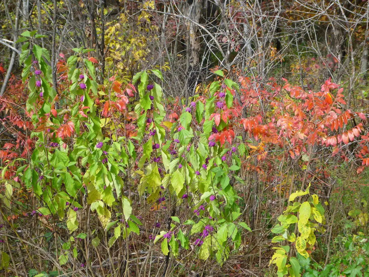 Clusters of purple beautyberries along green stems, with red sumac leaves behind.