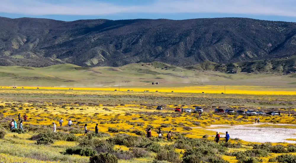 A hillside carpeted with yellow and white spring wildflowers on the Carrizo Plain