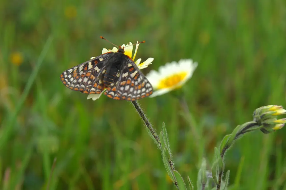 A Bay checkerspot butterfly with black, orange and white checkered wings resting on a plant