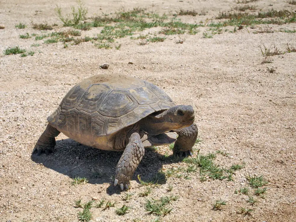 A desert tortoise with a domed shell on sandy ground among desert shrubs