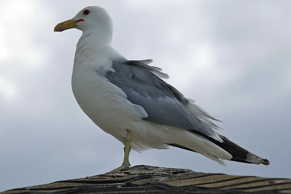 A California gull standing on a rock at the edge of Mono Lake