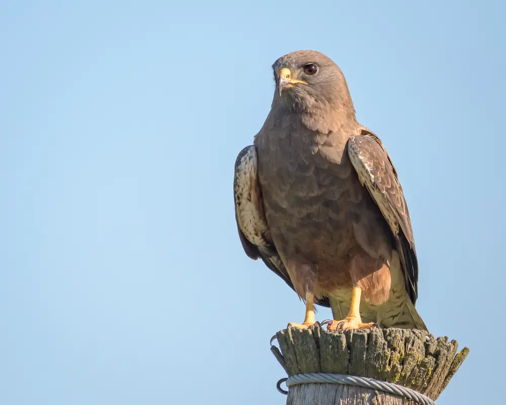 A dark-morph Swainson’s hawk perched on a weathered post against a blue sky
