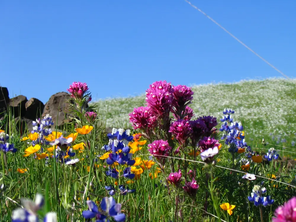 Orange California poppies, blue-purple lupines and purple owl’s clover blooming together on a grassy hillside