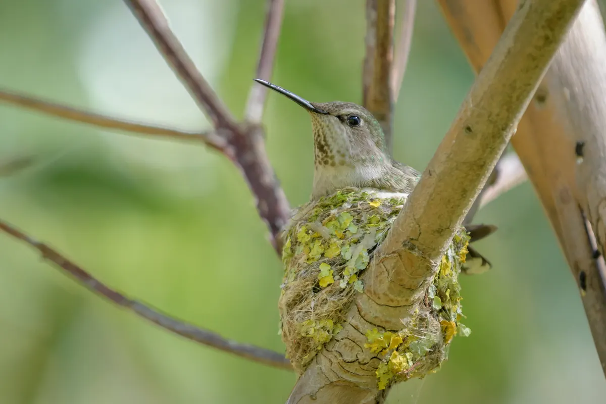 A female Anna’s hummingbird sitting in a small cup-shaped nest covered with pale green lichen, built on a thin branch