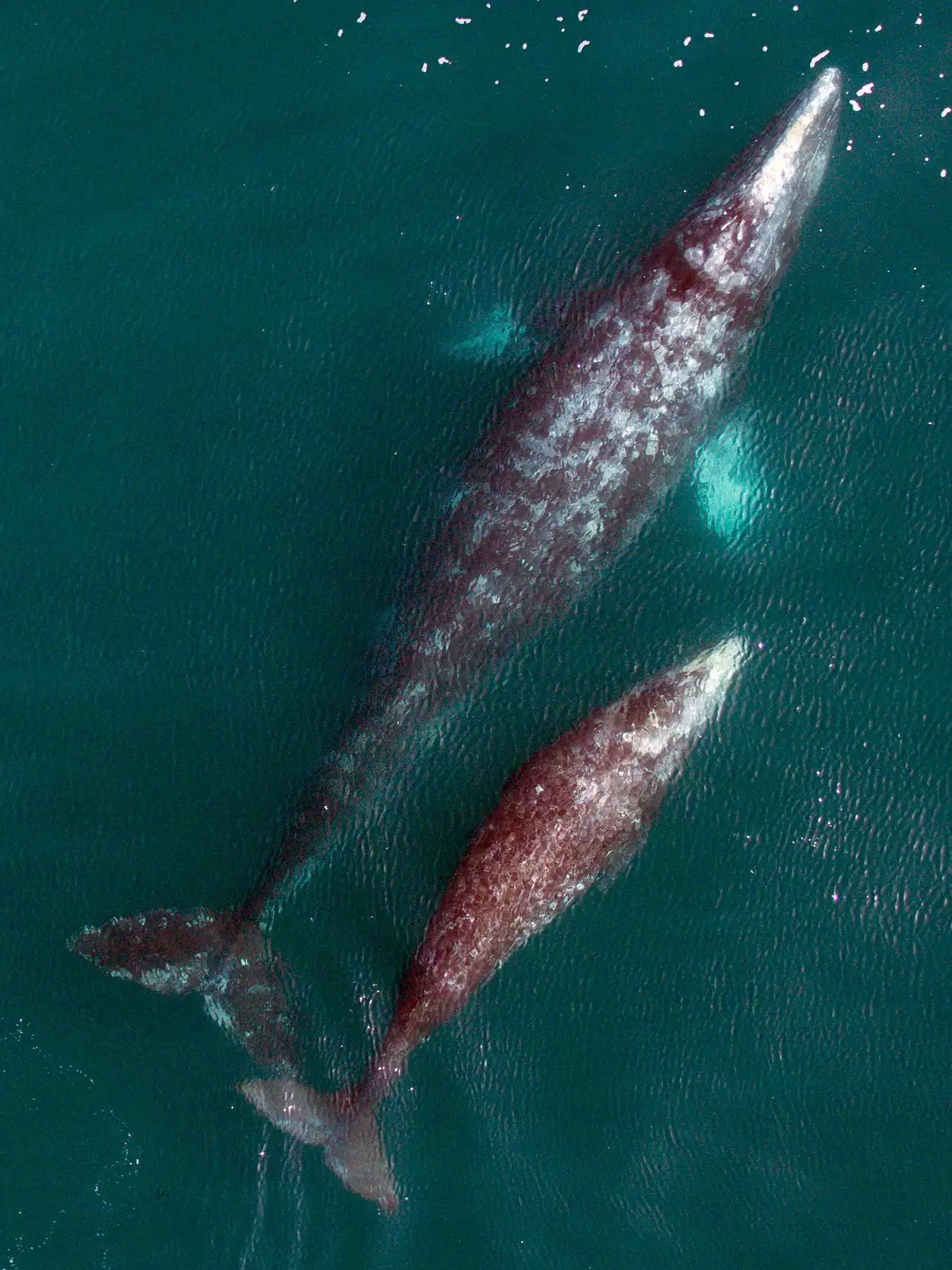 Overhead view of a mottled gray whale and a smaller calf swimming side by side just under the surface of green water