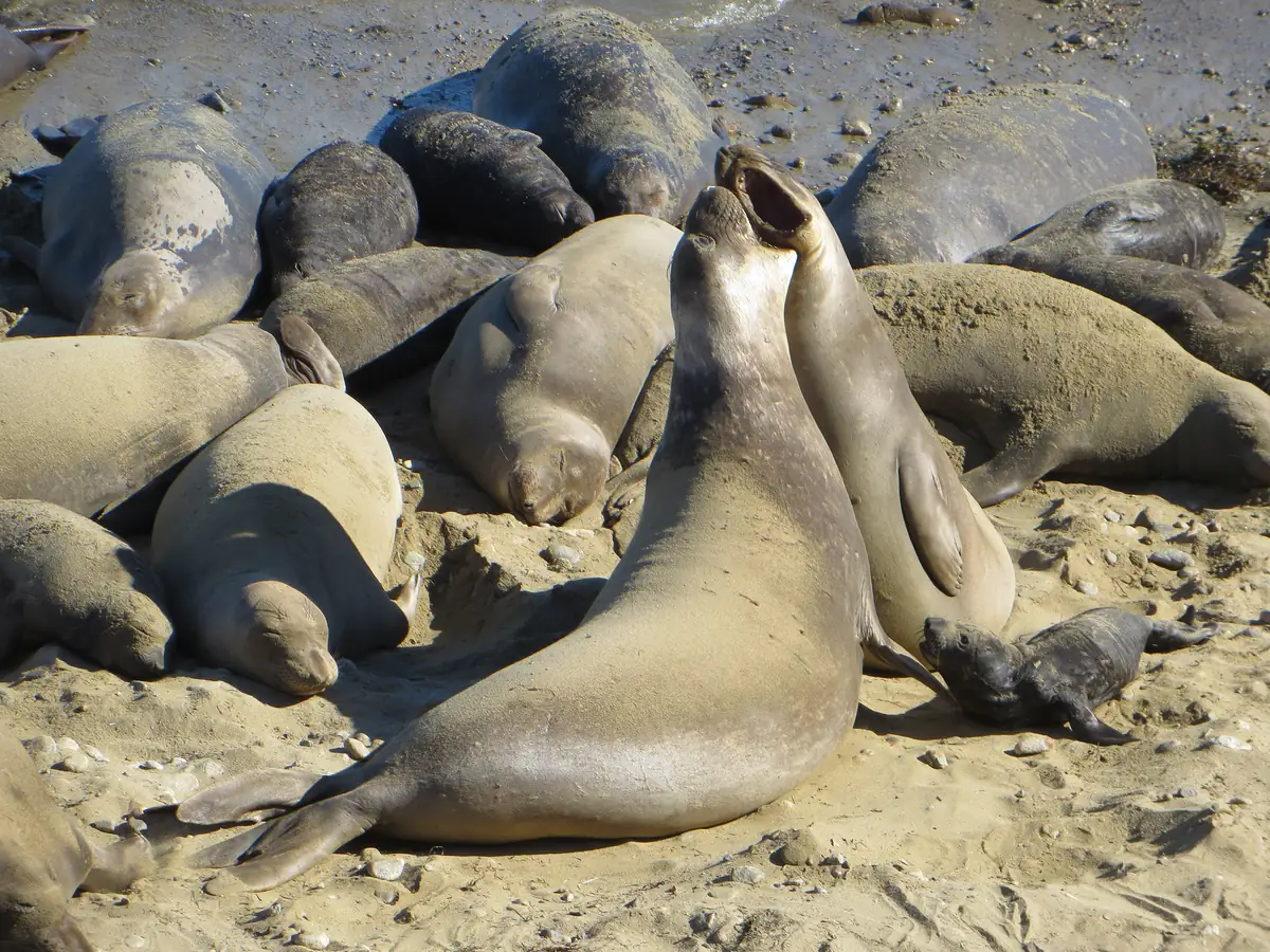 Two female elephant seals rearing up and calling at each other on a sandy beach, beside a small black pup and a crowd of resting seals