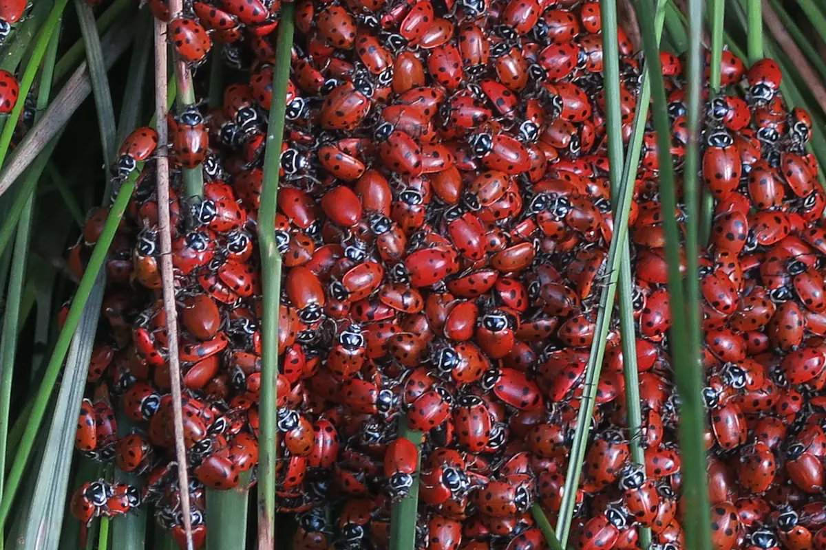 Thousands of red, black-spotted convergent lady beetles packed together on blades of grass