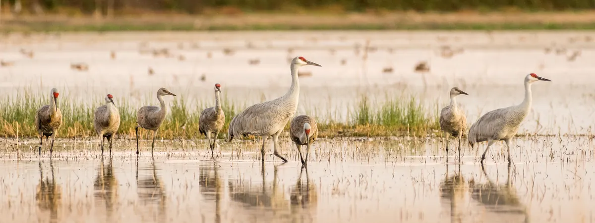 A line of gray sandhill cranes of two sizes wading in shallow water at a wetland, lit by low evening sun