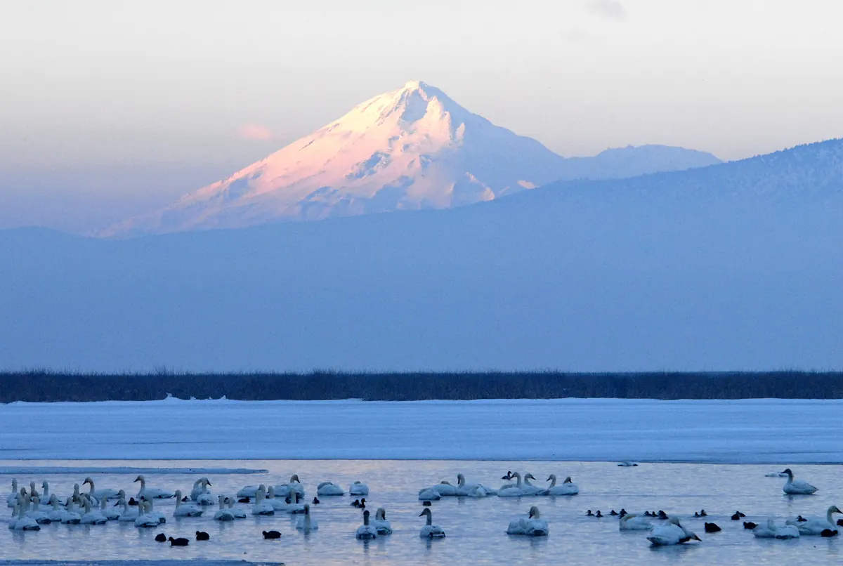 A flock of white tundra swans and a few dark ducks resting on icy water, with snow-covered Mount Shasta glowing pink in the distance