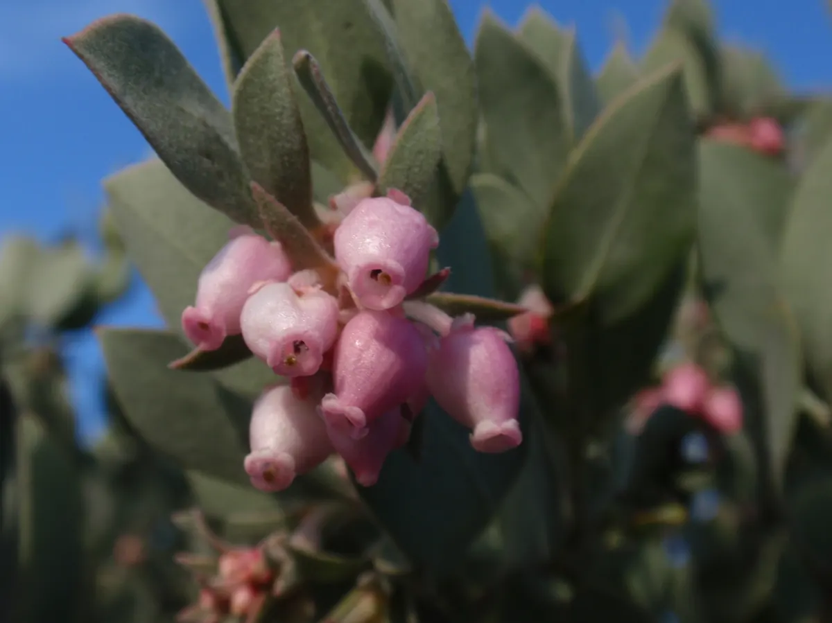 Close view of a cluster of pink urn-shaped flowers hanging among gray-green oval leaves against a blue sky