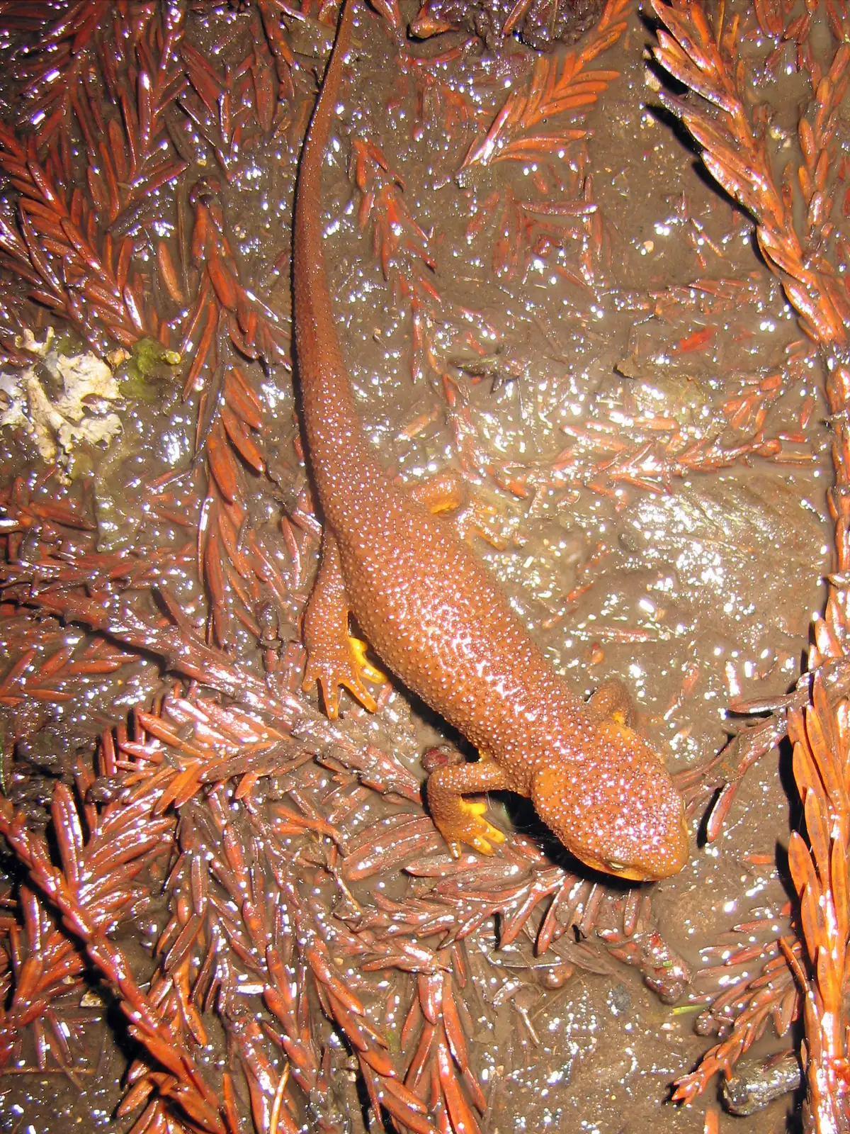 A rough-skinned orange-brown newt walking across wet ground strewn with fallen redwood needles, its skin glistening