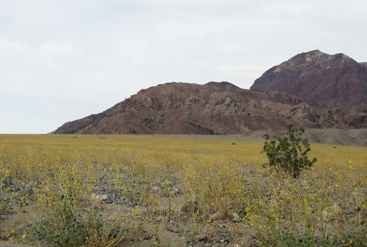 A broad desert flat covered in low yellow wildflowers, with dark red and brown rocky hills rising behind under an overcast sky
