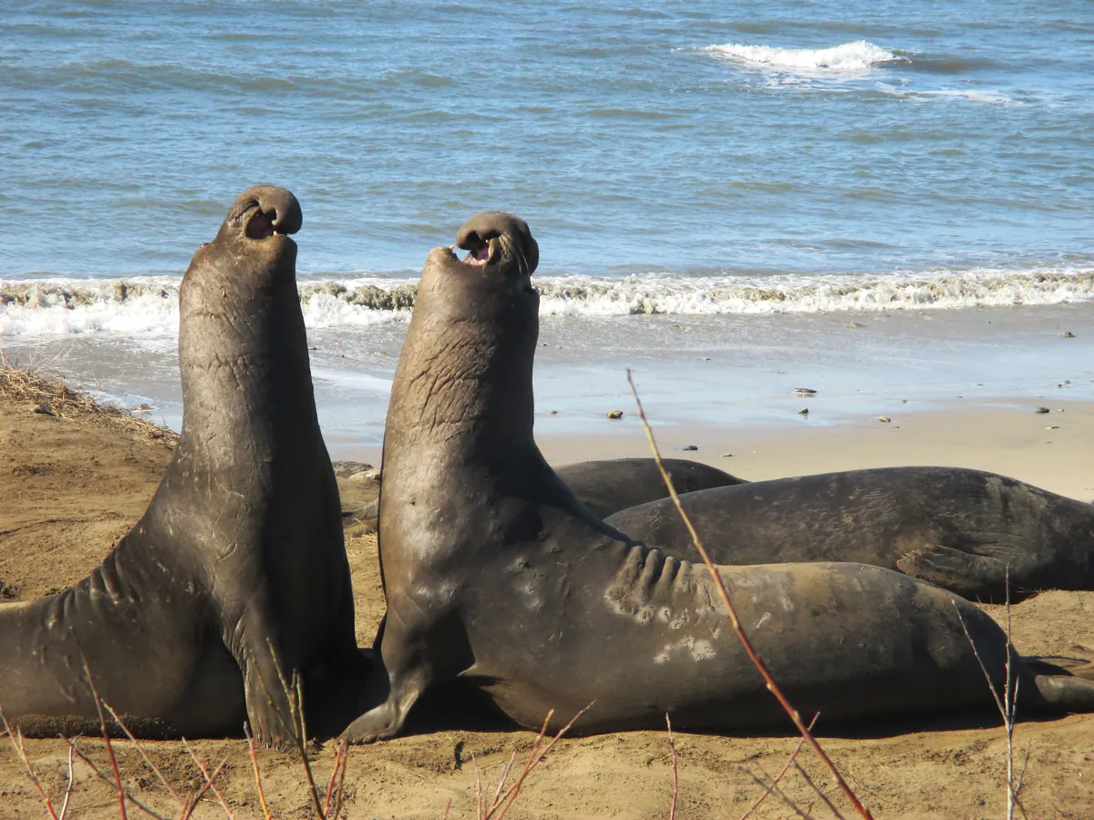 Two large bull elephant seals rearing up chest to chest on a sandy beach, mouths open, with other seals lying behind them and surf beyond