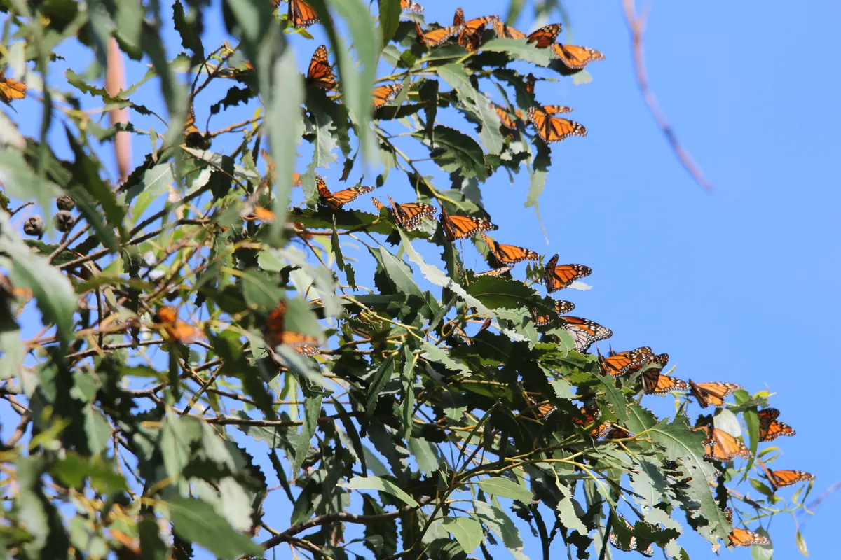 Dozens of orange and black monarch butterflies with open wings perched among the narrow leaves of a eucalyptus against a blue sky