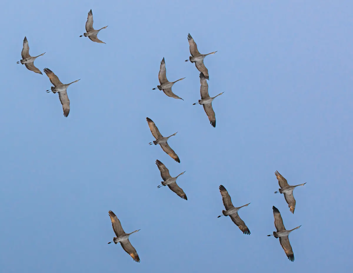 A loose flock of a dozen gray sandhill cranes flying overhead with long necks and legs outstretched against a pale blue sky