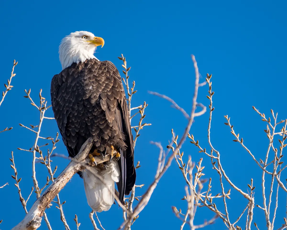 An adult bald eagle with a white head and tail perched on a bare branch against a deep blue sky