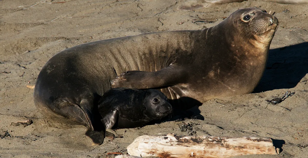 A female elephant seal resting on the sand with a flipper over a small black pup nestled against her side