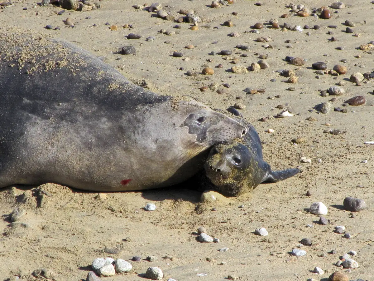 A large gray female elephant seal lying on a pebbly sandy beach, her face pressed against a small, dark newborn pup