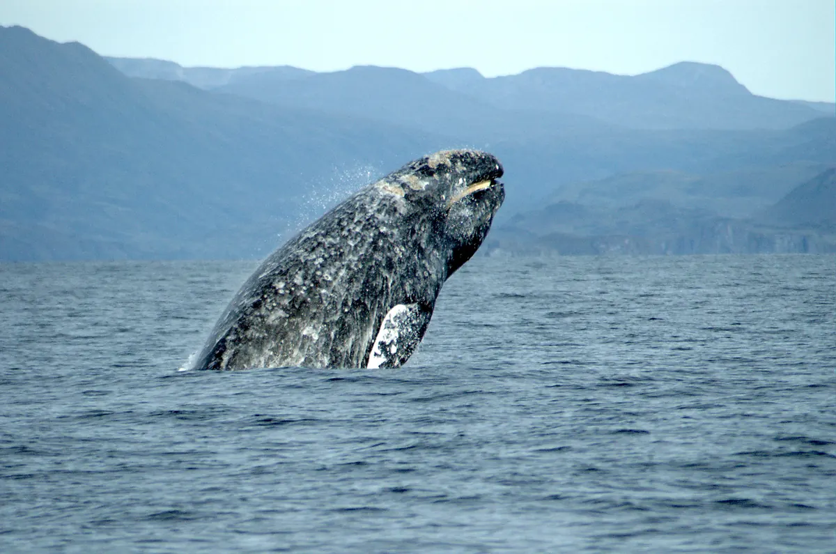 A mottled gray whale with patches of pale barnacles lunging head-first out of blue water in front of hazy mountains