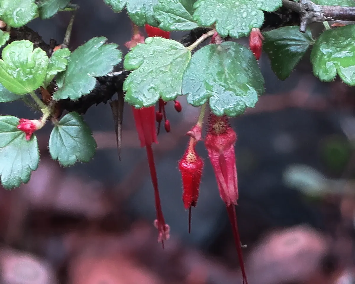 Slender red tubular flowers with long protruding stamens hanging beneath a spiny stem with small rounded green leaves