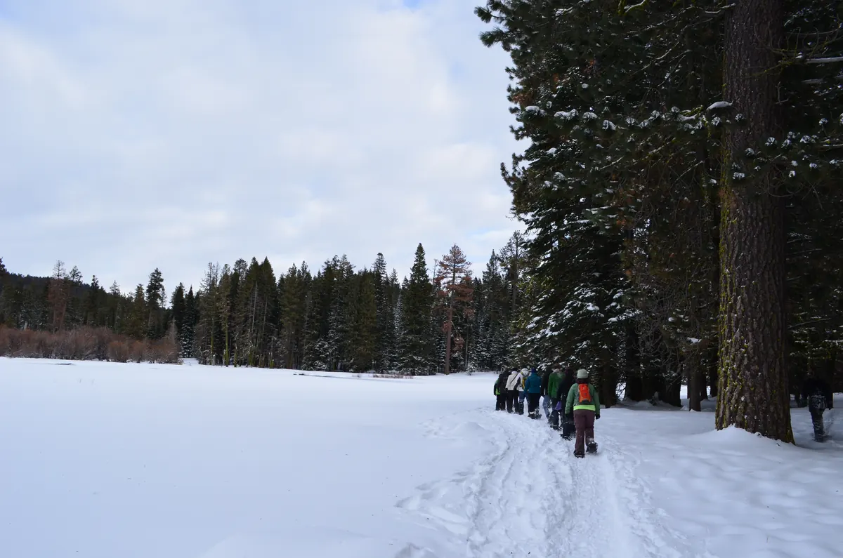 A line of snowshoers walking along a packed trail through deep snow beside tall conifers under a cloudy sky