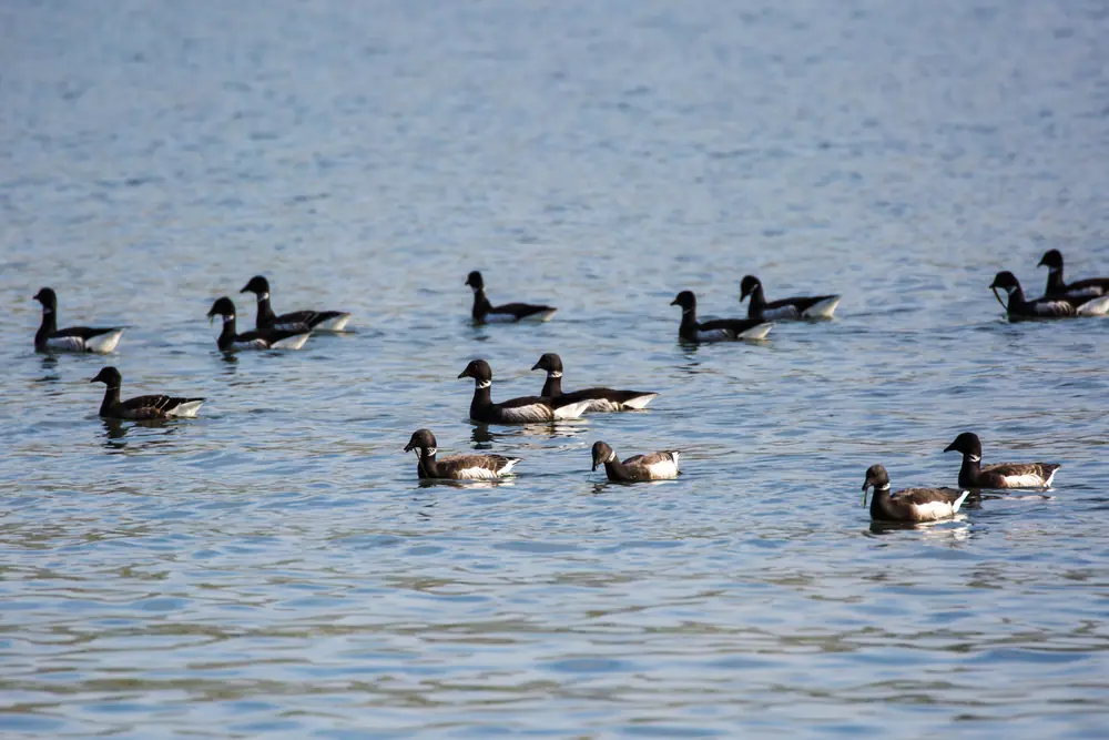 A loose flock of dark Pacific brant with white neck marks and pale rumps swimming on open blue water