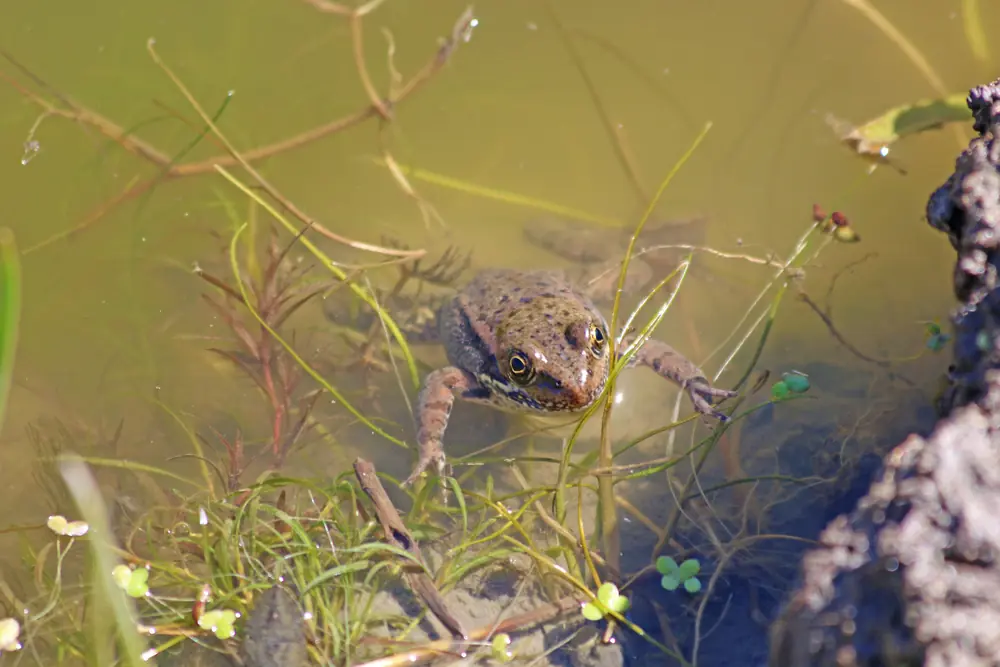 A brown California red-legged frog sitting motionless in shallow green pond water among thin grass stems