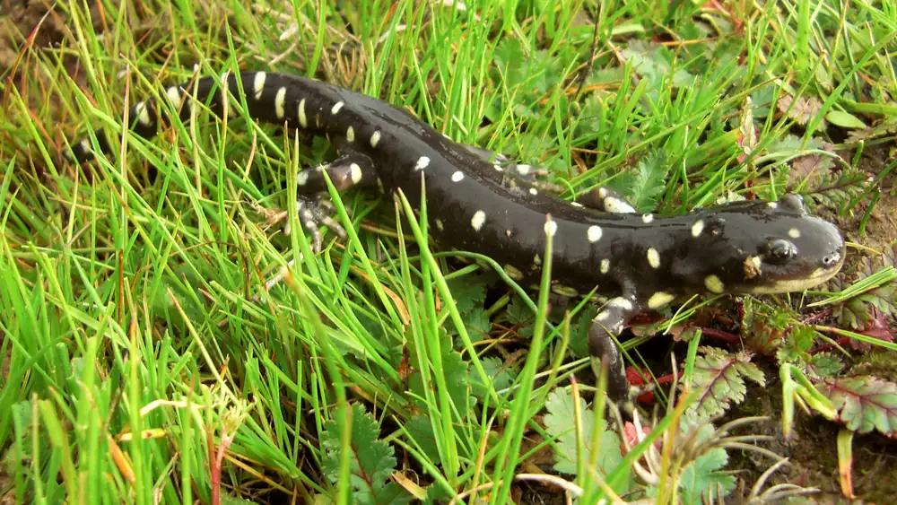 A black California tiger salamander with pale yellow spots walking through short green grass