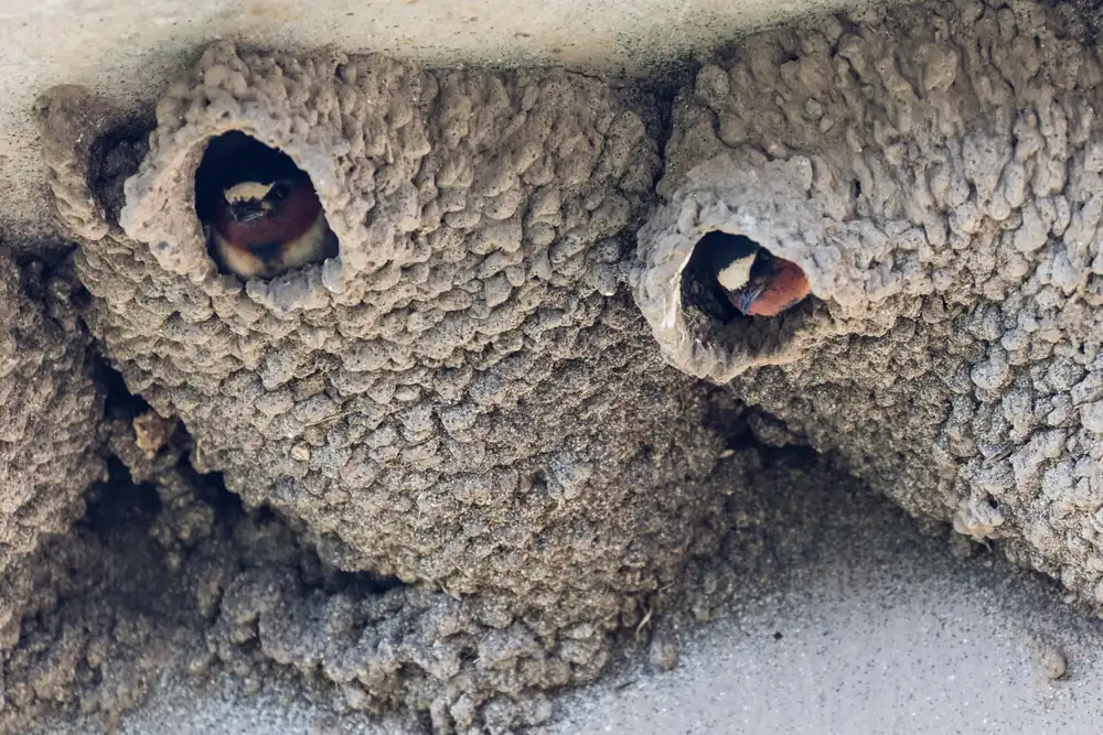 Two cliff swallows peering from the round openings of gourd-shaped mud nests under a ledge