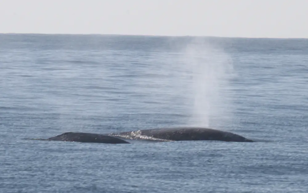 Two dark gray whale backs breaking the surface of a calm gray-blue sea, with a faint plume of spray rising beside them
