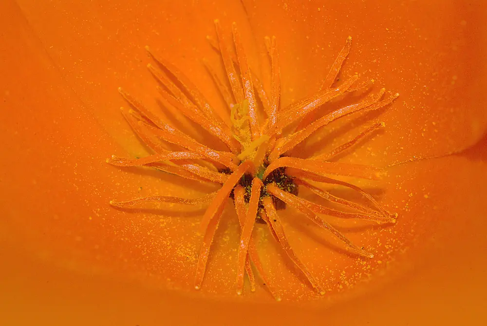 Close view into an open orange California poppy flower, its fringe of thin stamens dusted with yellow pollen