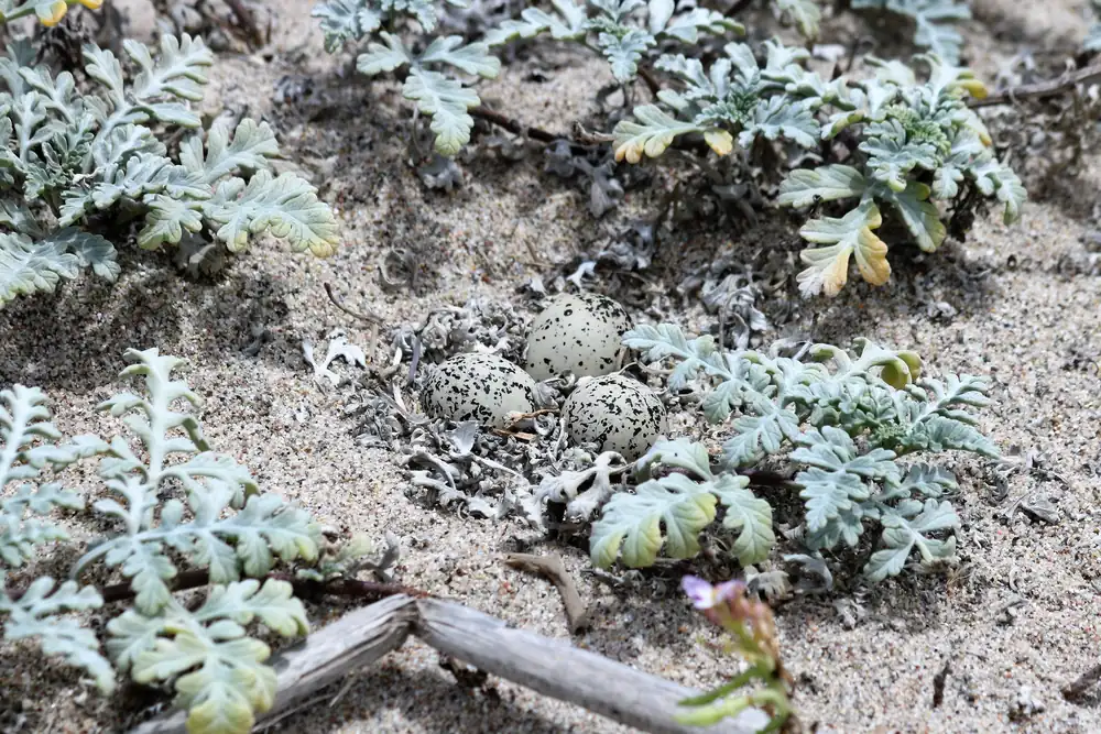 A shallow scrape in the sand holding well-camouflaged western snowy plover eggs