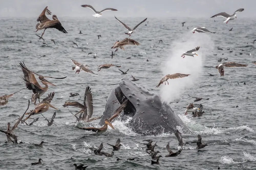 A humpback whale surfacing among brown pelicans and gulls in Monterey Bay