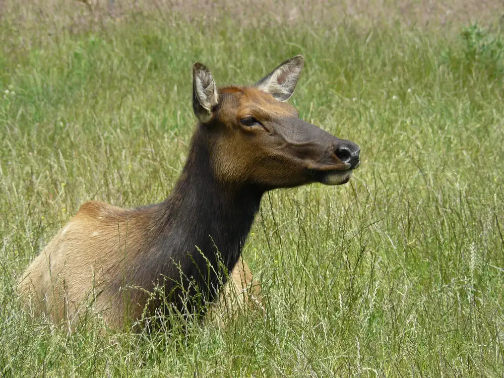 A Roosevelt elk cow standing in green grass at the edge of a redwood forest