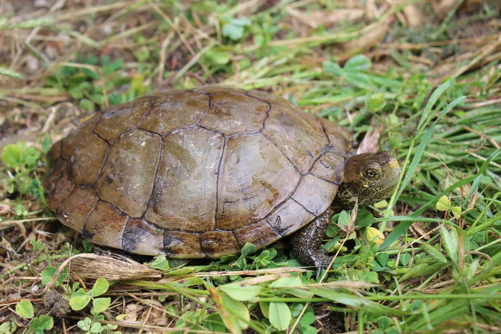 A western pond turtle walking through green grass beside a pond