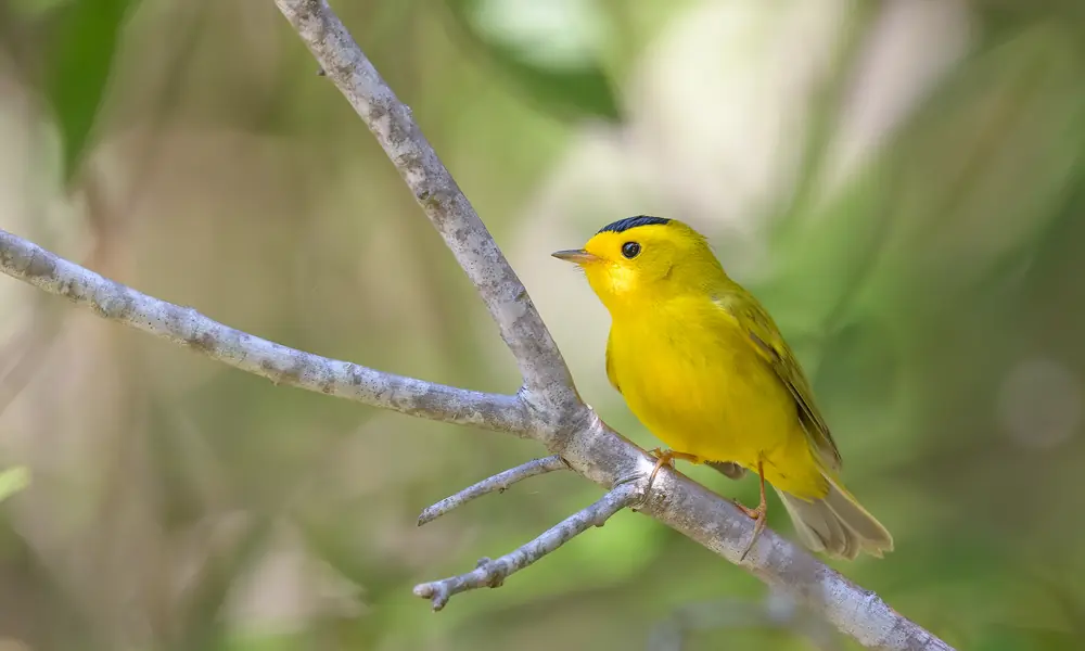 A male Wilson’s warbler, bright yellow with a black cap, perched on a branch