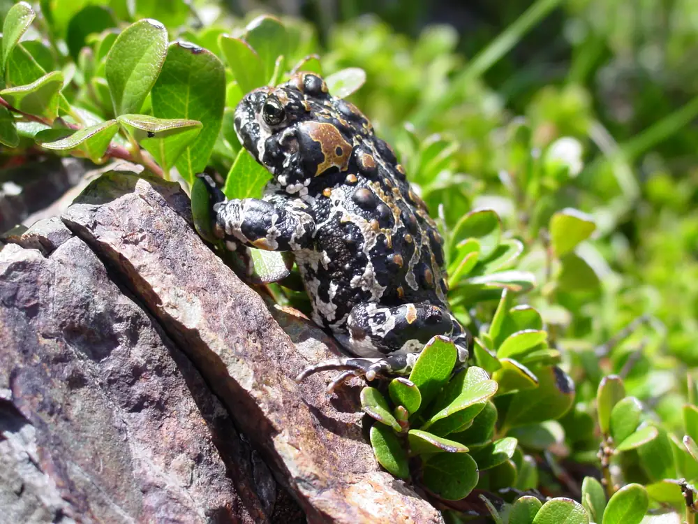 A Yosemite toad sitting on wet ground among grass in a Sierra meadow