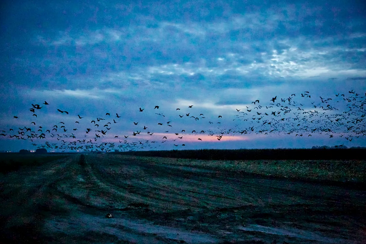 Thousands of snow geese and cackling geese flying low over a dark, harvested field under a blue evening sky with a pink band of sunset