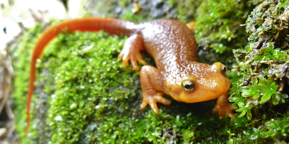 An orange-brown California newt with a bright yellow eye and a long tail resting on green moss