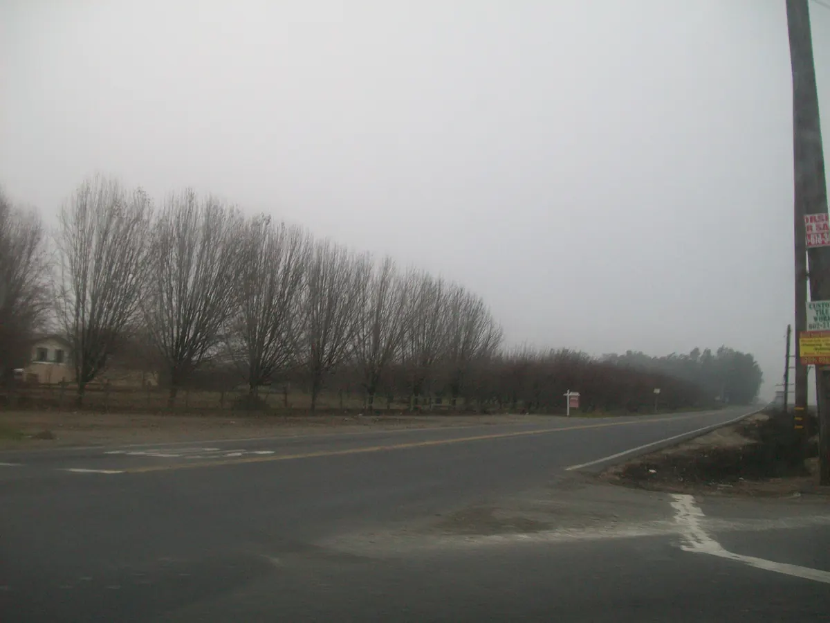 A rural road and a row of bare trees fading into flat gray fog in the San Joaquin Valley