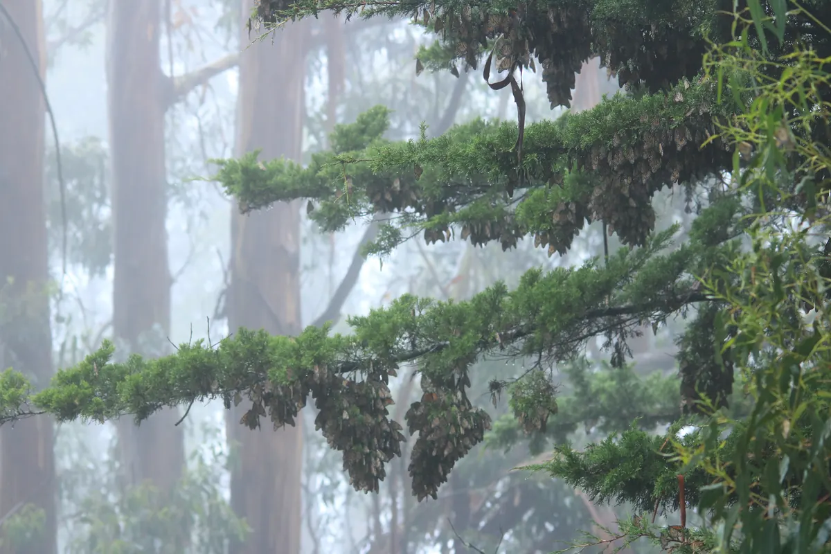 Dense brown clusters of monarch butterflies hanging from the needles of conifer branches in a foggy grove of tall eucalyptus trunks